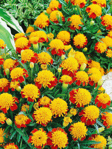  ''Orange flame'' samtenes, viengadīgo puķu sēklas.